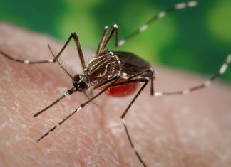 11 ESTADOS PODERÃO TER SURTO DE DENGUE EM 2020