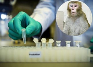 ESTUDO INDICA QUE MACACOS FICAM IMUNES APÓS SE CURAREM DE COVID-19
