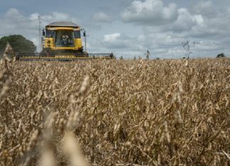 BANCO MUNDIAL APOIA PROJETO PARA SOJA SUSTENTÁVEL NA BAHIA E OUTRAS REGIÕES DO NORDESTE