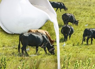 PROGRAMA DE INCENTIVO À PRODUÇÃO DE LEITE VAI INVESTIR R$ 5,7 MILHÕES NO NORDESTE
